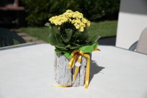 Villa Carmina - B&B Ginosa Marina